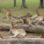 Huge Group of Kangaroos at Lone Pine Sanctuary - Brisbane, Australia