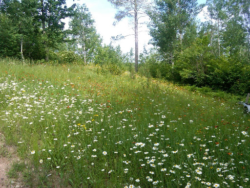 A field of daisies, devil's paintbrush, and buttercups. A field of daisies, devil's paintbrush, and buttercups.