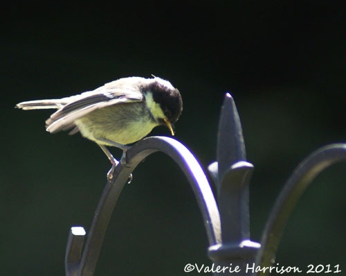 [22%2520baby-greattit%255B2%255D.jpg]