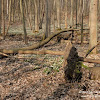 Rezerwat "Śnieżycowy Jar" dsc07006.jpg