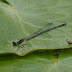 P1110335