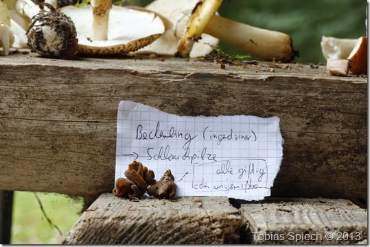Eselsohr Otidea onotica cf.