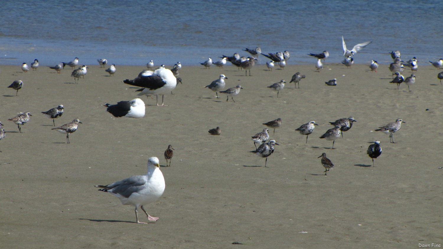[Birding-Clamming_0053.jpg]