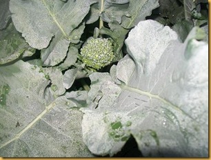 pickled beets; 1st broccoli; morning garden 5-12-11 006