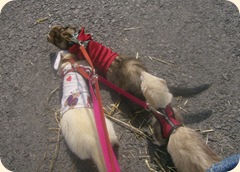 FashonableFerrets 023