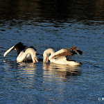 DSC_9916.JPG
