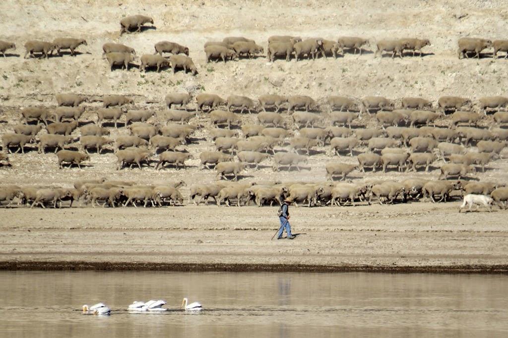 [Boca-Sheep-and-Pelicans-crystalharli%255B1%255D.jpg]