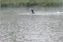 Roth_2010_086.jpg