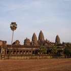 Cambodian Palm