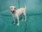 Buzz. Macho 1.5 años. Muy cariñoso, activo, juguetón