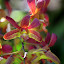 Orchid At The Garden of the Sleeping Giant - Port Denarau, Fiji