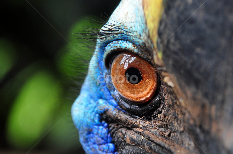Cassowary Bird Eye Birds Animals Pixoto