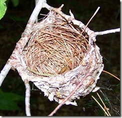 2011-08-08 Pennsylvania Grand Canyon bird nest