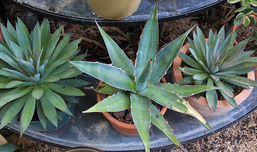 [120630_Agave-FO76_102.jpg]