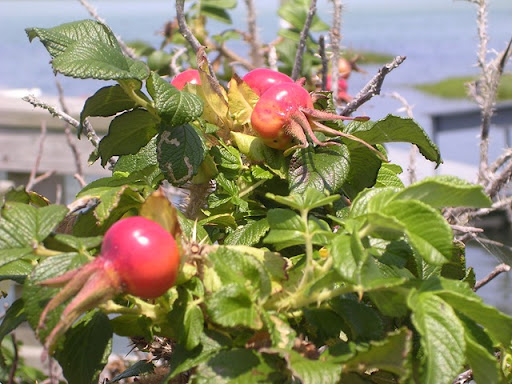 beachplum%25255B2%25255D.jpg
