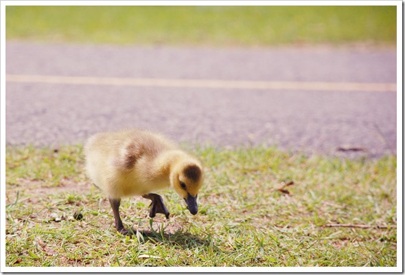 Gosling Spring 2012