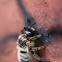 Leaf-cutter bee