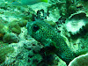  Koh Lipe Resimleri Fotoğrafları