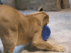 A lion at the MGM Grand.