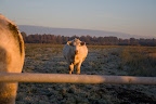 Rinder bei Sonnenaufgang im Teufelsmoor