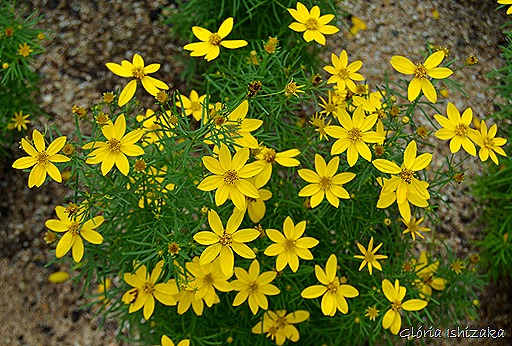 Glória Ishizaka - Flor amarela 22