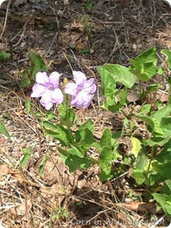 is this Ruellia