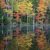 Fall Color and Reflections / Council Lake / Upper Michigan
