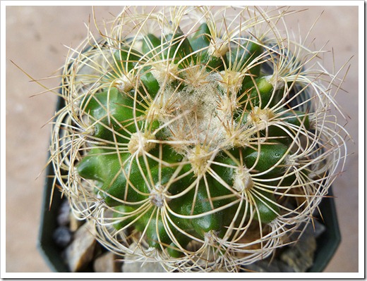 110924_Discocactus-Discocactus-zehntneri-araneispinus_03 110924_Discocactus-Discocactus-zehntneri-araneispinus_03