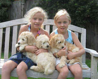 Labradoodle Puppies are lovable family dogs.