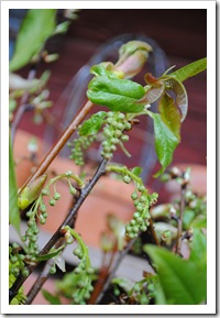 blommor 019