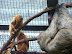 National Zoo in August
