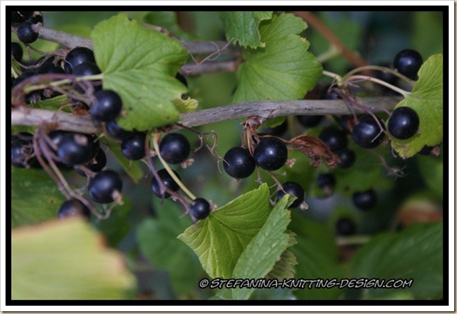 Cassis Cassis