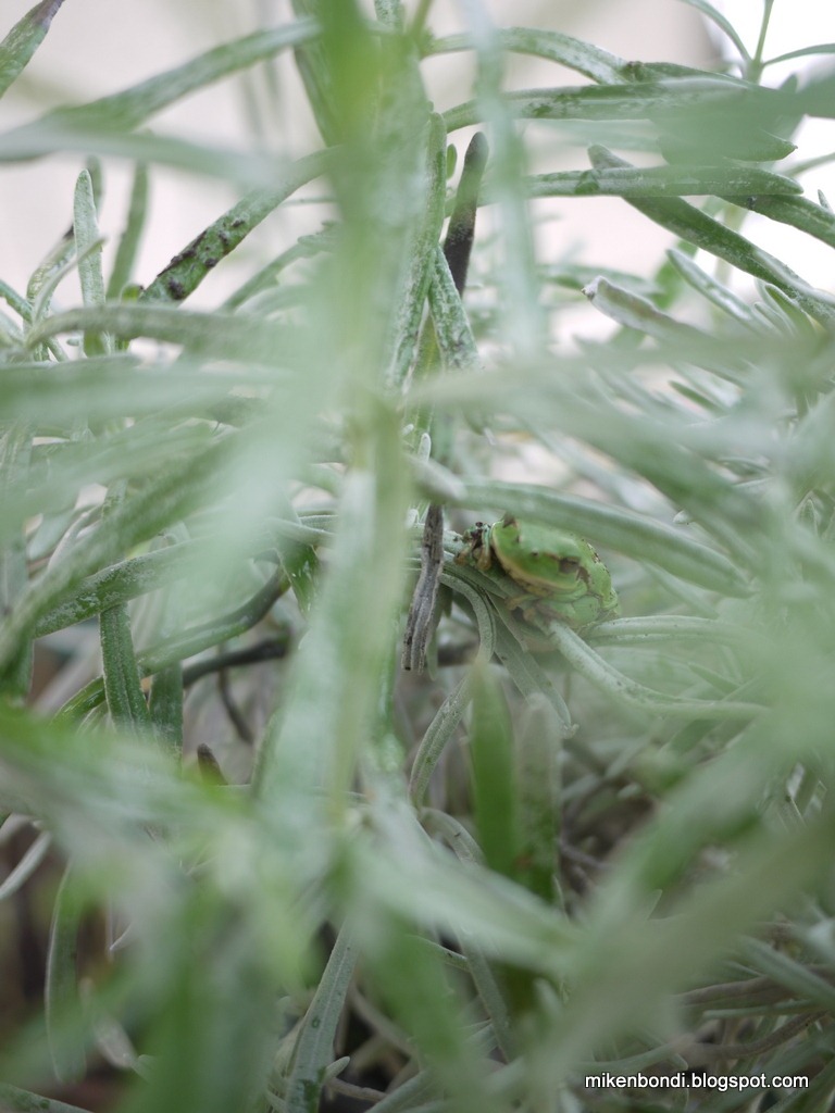 [frog%2520in%2520lavender%255B3%255D.jpg]
