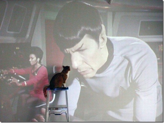 PUBLISHED by catsmob.com