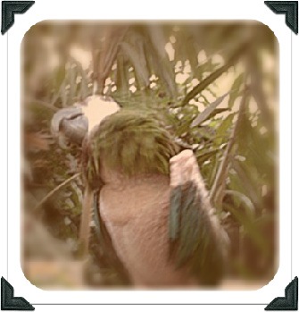 Posted Image