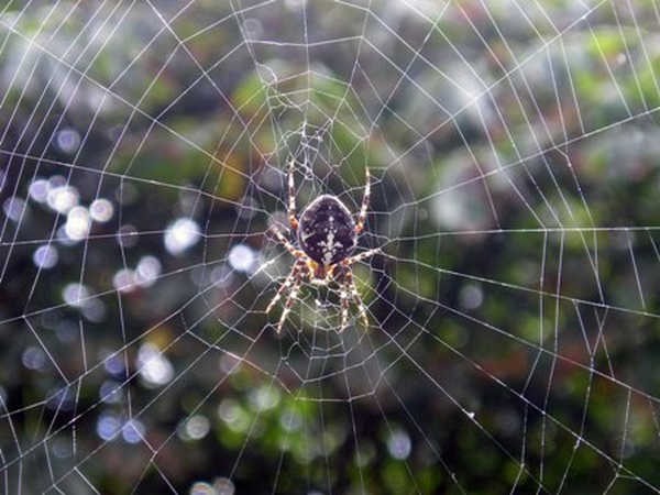 10- Teia de aranha 10- Teia de aranha