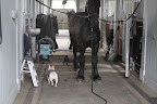It seems like every time we come here the horses are being groomed.  That can only mean they're being well-cared for.