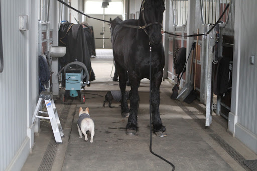 It seems like every time we come here the horses are being groomed.  That can only mean they're being well-cared for.