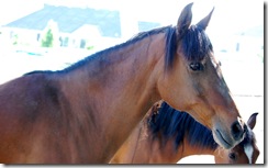 horses2011-19
