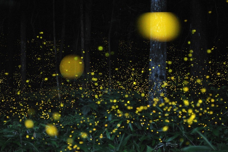 gold-fireflies-1