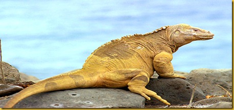 Foto Galapagos Lucertola Grande Foto Galapagos Lucertola Grande