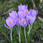 flowers light fiolet.jpg