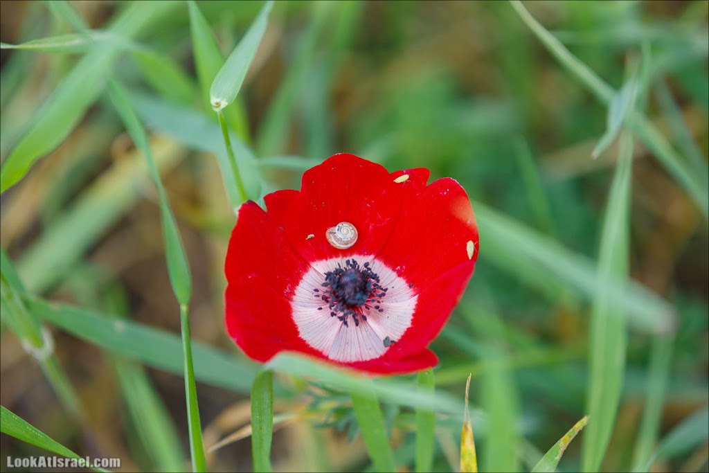 () - LookAtIsrael.com - | Red South festival of anemones in Negev | דרום אדום - קלניות בבארי () - LookAtIsrael.com - | Red South festival of anemones in Negev | דרום אדום - קלניות בבארי