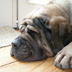 puppen 6 weken 021.jpg
