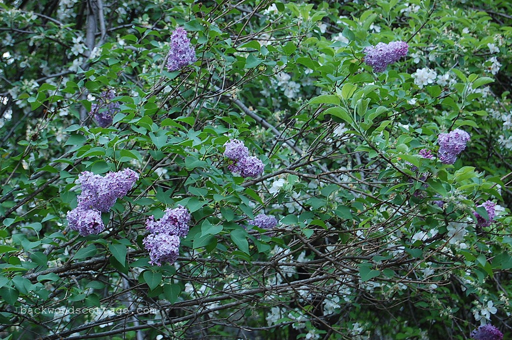 [DSC_0008%255B5%255D.jpg]