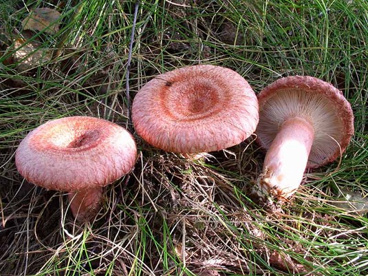 [Lactarius_torminosus%255B6%255D.jpg]