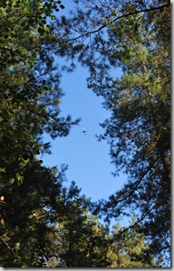 Tur i skogen sept 11 074