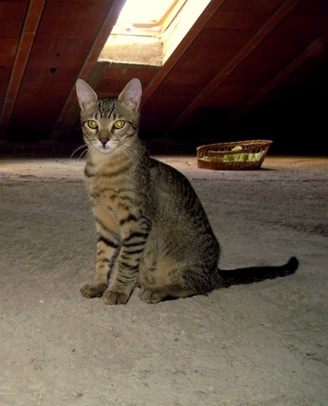Muffy 1