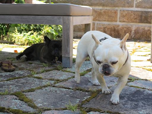 Come on, Francesca!  Let's grab GK and go out on the town.  We need to find something constructive to do!