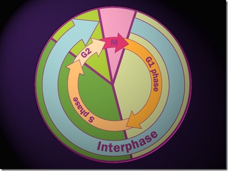 Cell cycle-3